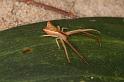 Sidymella_trapezia_D7855_Z_80_North Stradbroke island_Australie